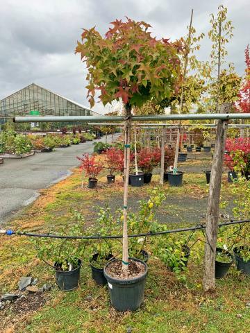 Liquidambar styraciflua 'Gumball'