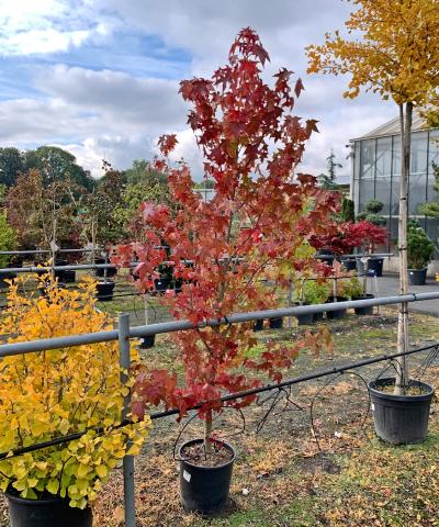 Liquidambar styraciflua