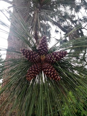 Pinus ponderosa | kmínek 200+ cm