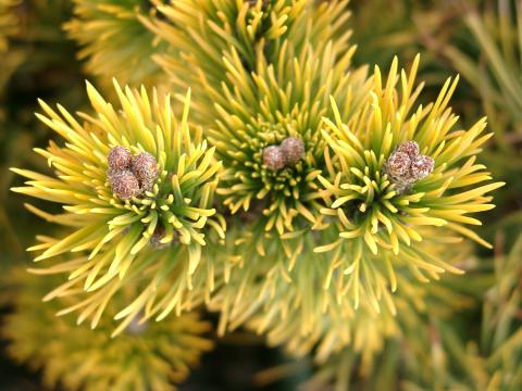 Pinus mugo 'Wintergold' | bonsai C