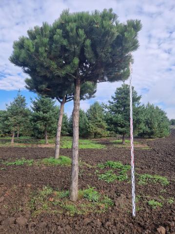 Pinus nigra ssp.nigra | Deštník 300 cm