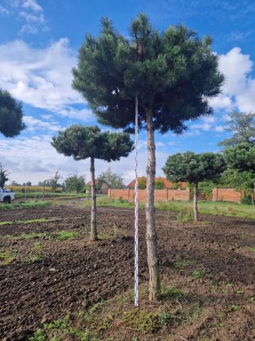 Pinus nigra ssp.nigra | Deštník 350 cm