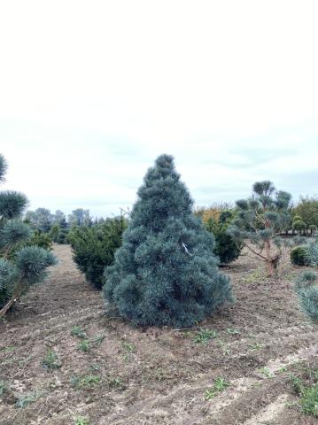 Pinus sylvestris 'Bleu'