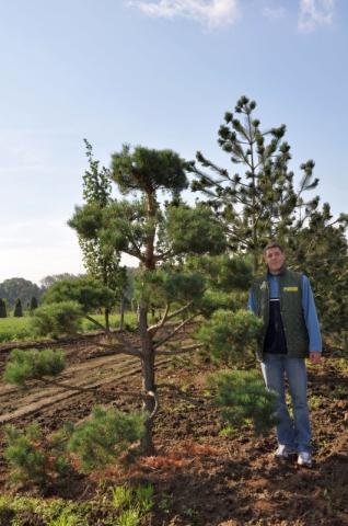 Pinus sylvestris | bonsai (C Quality)