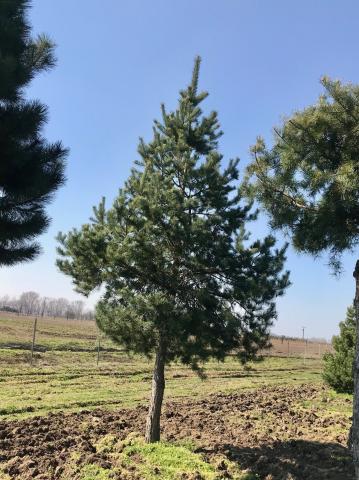 Pinus sylvestris | kmínek 120 - 150 cm