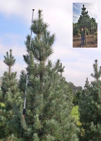 Pinus sylvestris 'Bleu' | kmínek 150-200 cm