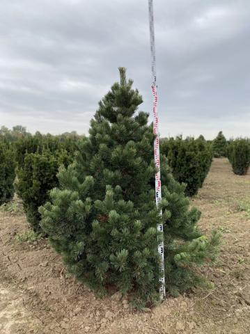 Pinus uncinata | terminal