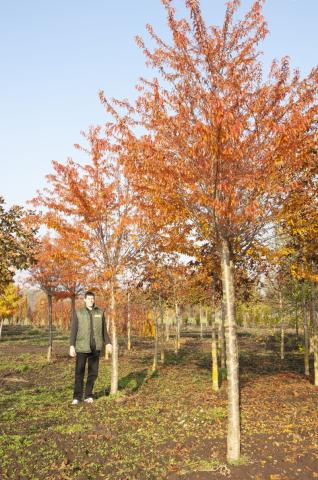 Prunus subhirtella 'Fukubana'