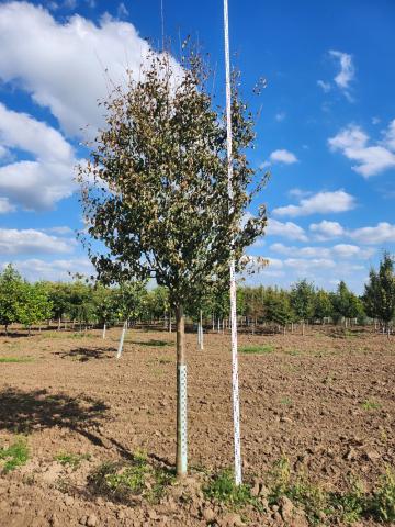 Pyrus communis 'Gute Luise'