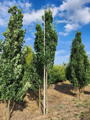 Quercus robur 'Fastigiata' | kmínek 175 cm