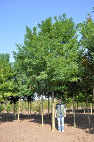 Robinia pseudoacacia 'Bessoniana'