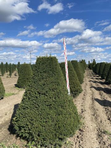 Taxus baccata 'Hopkens Gigant' | kužel