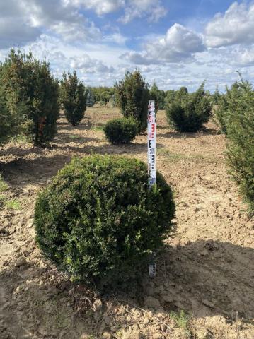 Taxus baccata 'Hopkens Gigant' - koule/Ball