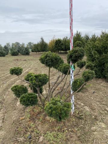 Taxus x media 'Farmen' | Bonsai C