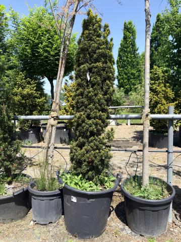 Taxus baccata 'Fastigiata Aureomarginata' | kontejnerované
