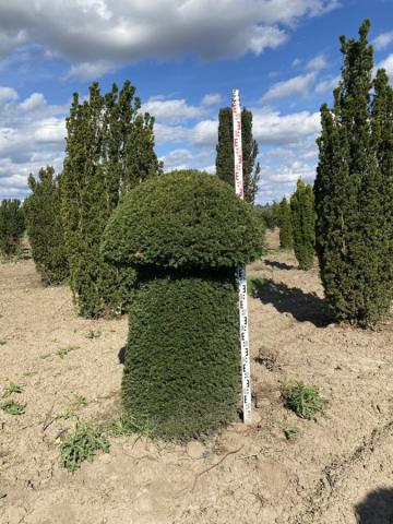 Taxus baccata 'Hopkens Gigant' | houba