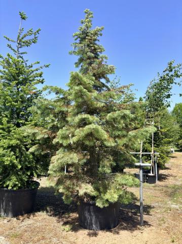 Abies concolor | kontejnerované