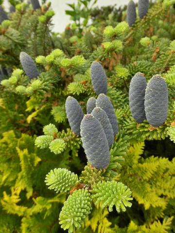 Abies koreana | kmínek 100-125 cm