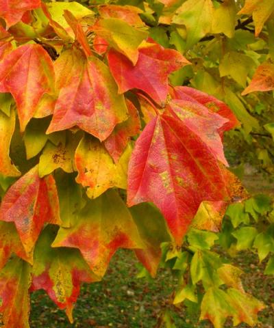 Acer buergerianum