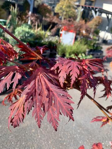 Acer japonicum 'Aconitifolium'