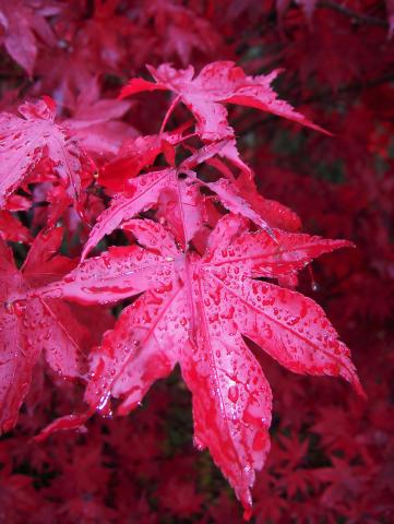 Acer palmatum 'Bloodgood'