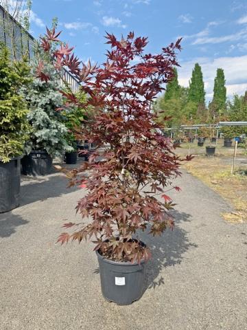 Acer palmatum 'Fireglow' | kontejnerované