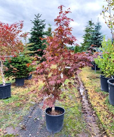 Acer palmatum 'Skeeter's Broom'