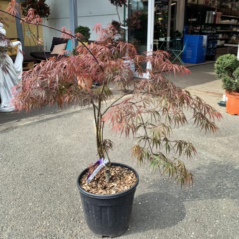 Acer palmatum var. dissectum 'Tamukeyama' | kontejnerované