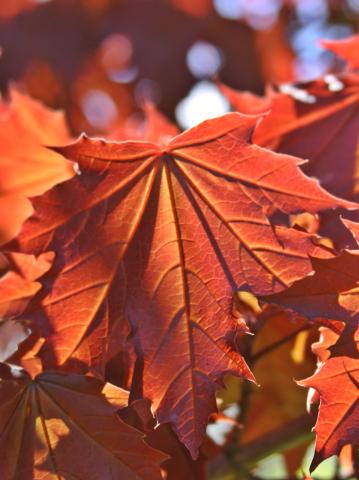 Acer platanoides 'Crimson Centry'
