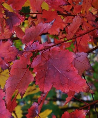 Acer rubrum 'Brandy Wine'