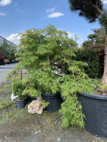 Acer palmatum 'Dissectum Viridis' | kontejnerované
