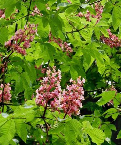 Aesculus x carnea 'Briotii'