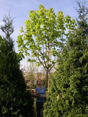 Aesculus hippocastanum 'Baumanii'