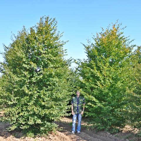 Výška 300 - 350 cm Výška 300 - 350 cm