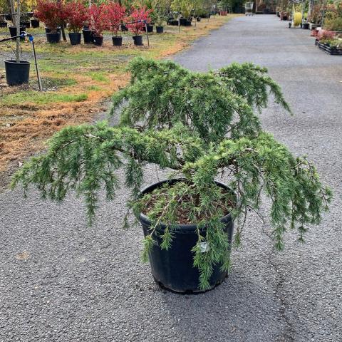 Cedrus deodara 'Feeling Blue'