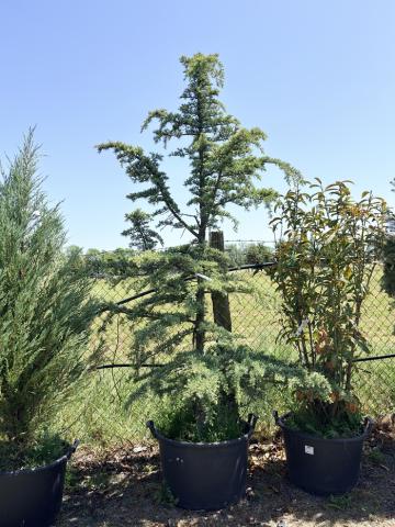 Cedrus deodara 'Eisregen' Cedrus deodara 'Eisregen'