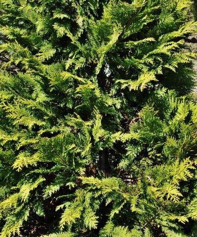 Chamaecyparis lawsoniana 'Stardust' | kmínek 100 cm