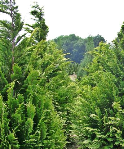 Chamaecyparis lawsoniana 'Yvonne' | kmínek 100 cm