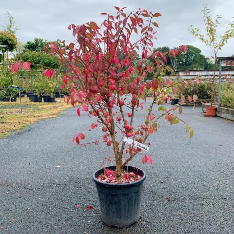 Euonymus alatus