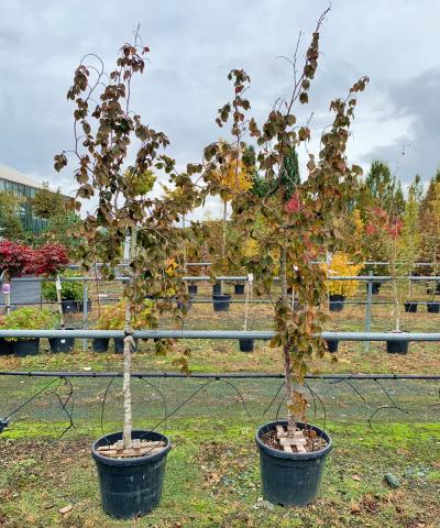 Fagus sylvatica 'Purple Fountain'