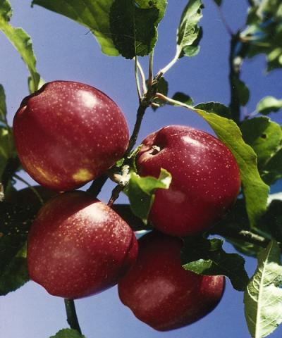 Malus domestica 'Florina'