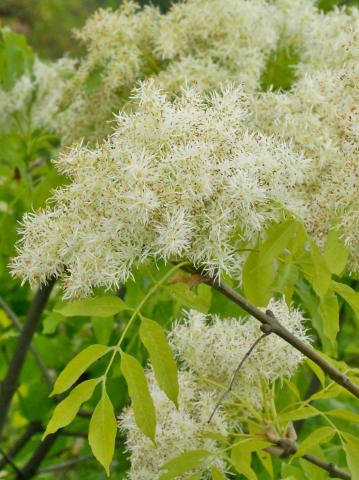 Fraxinus ornus