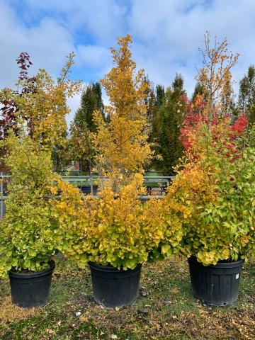 Ginkgo biloba 'Fastigiata Feronia'