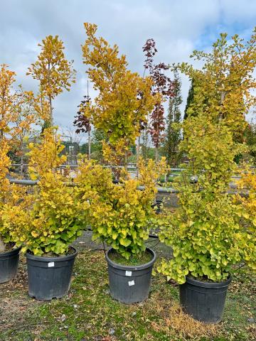 Ginkgo biloba 'Fastigiata Selvans'