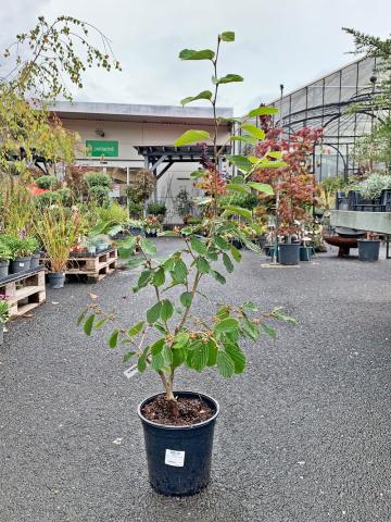 Hamamelis x int. 'Arnold Promise'