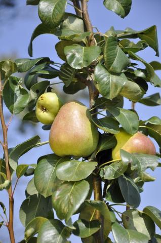 Pyrus communis 'Obelisk'