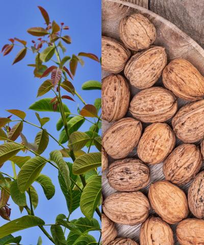 Juglans regia 'Buccaneer'