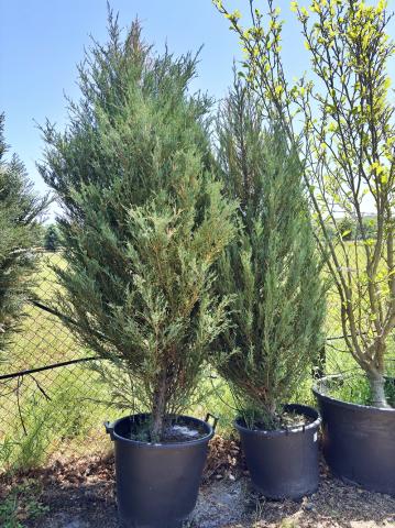 Juniperus virginiana ‘Blue Arrow’ Juniperus virginiana ‘Blue Arrow’