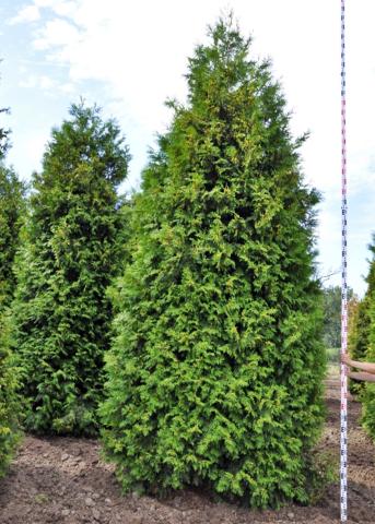 Thuja occidentalis 'King of Brabant'
