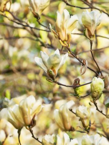 Magnolia 'Yellow Latern'